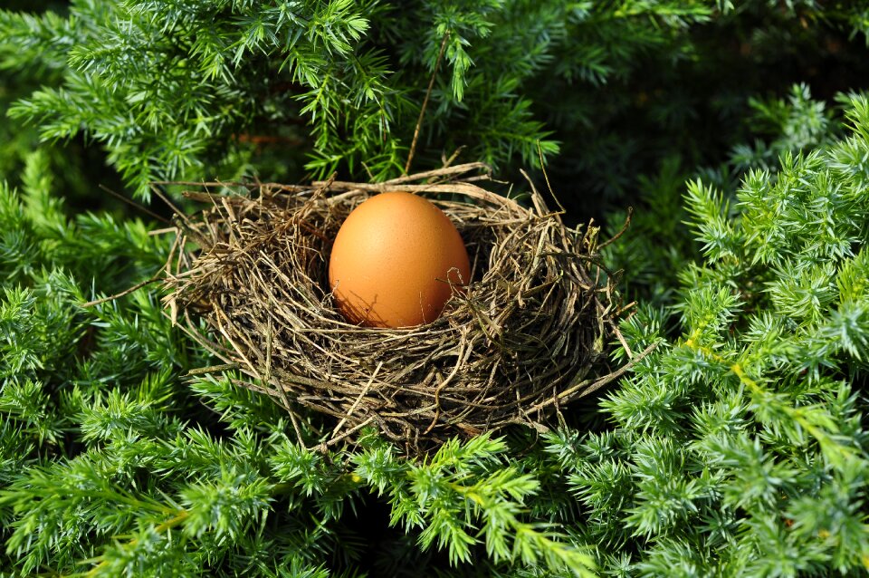 Busy bird's nest optimization