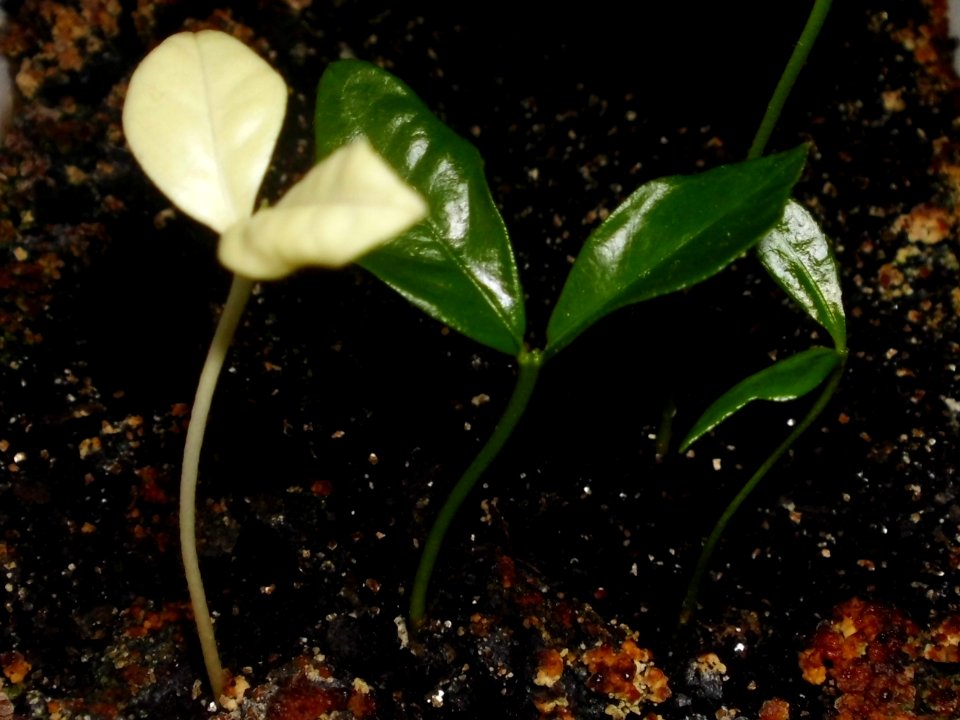 Fortunella margarita f02