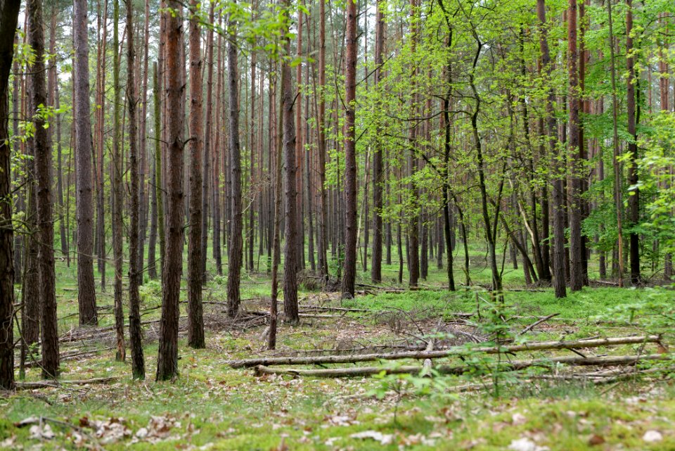 Forest in Densow 2021-05-29 50