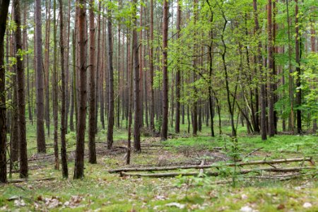 Forest in Densow 2021-05-29 50