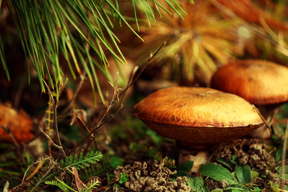 Nature macro autumn