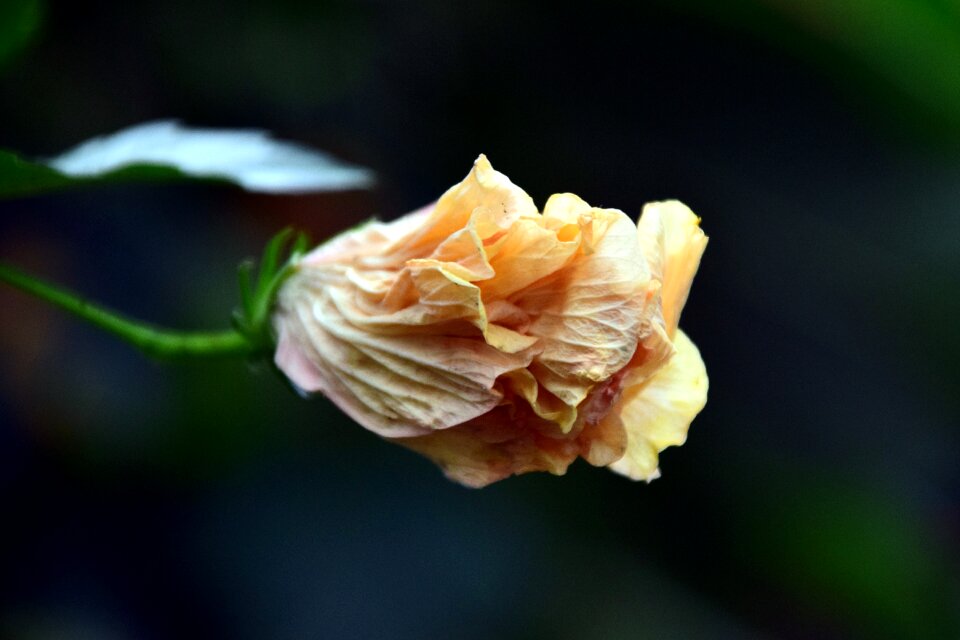 White yellow beautiful