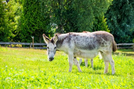 Beast of burden rural pasture