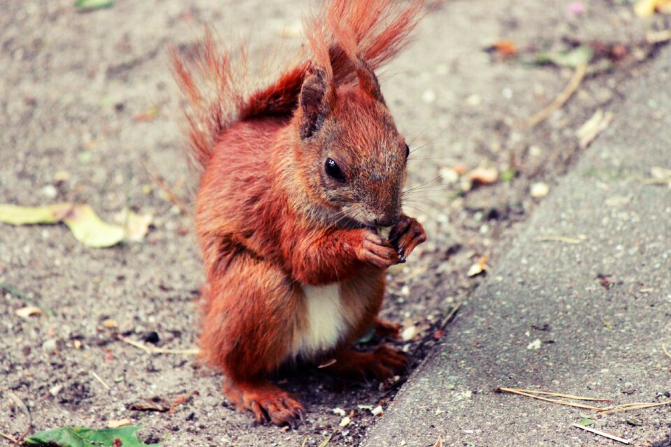 Kita animal walnut