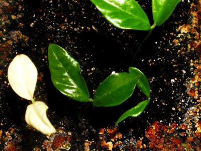 Fortunella margarita f01