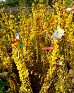 Forsythia x intermedia 'Lynwood' Border Forsythia in NJ in April photo