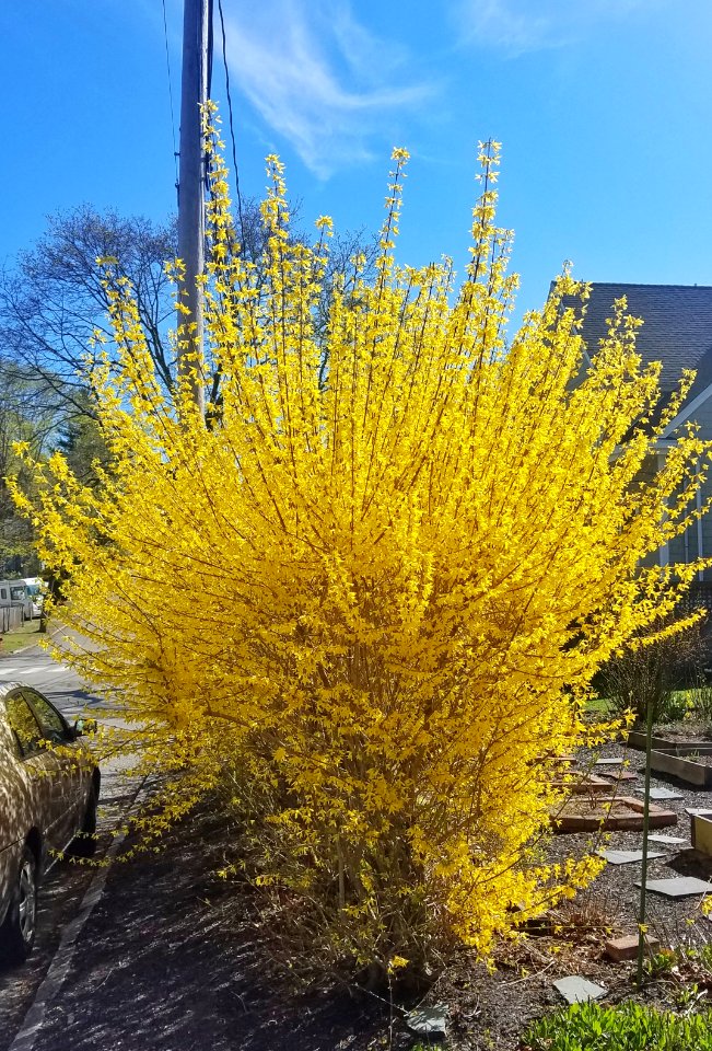 Forsythia - Arlington, MA - 01