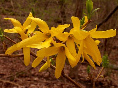 Forsythia × intermedia, Mount Lebanon, 2015-04-14, 02 photo