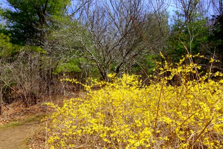 Forsythia - Whipple Hill - Lexington, MA - DSC00351