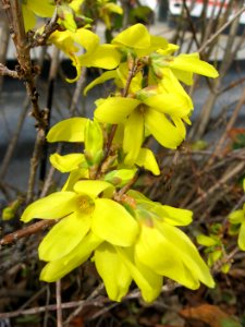 Forsythia, 2020-11-29, Banksville photo