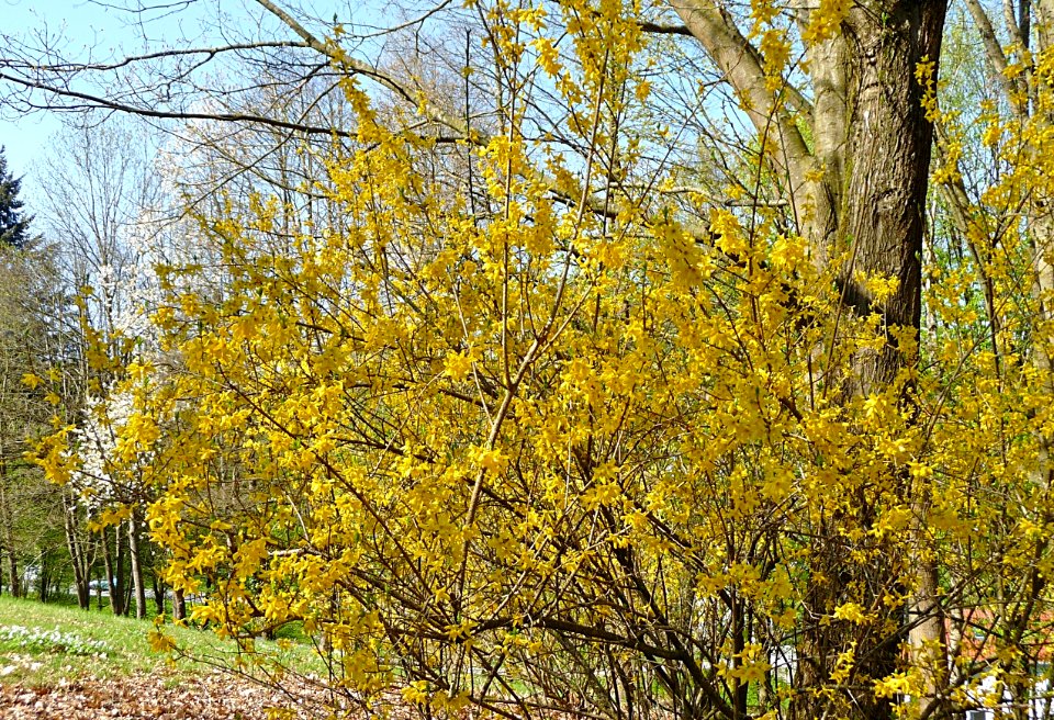 Forsythie Kainzenhof