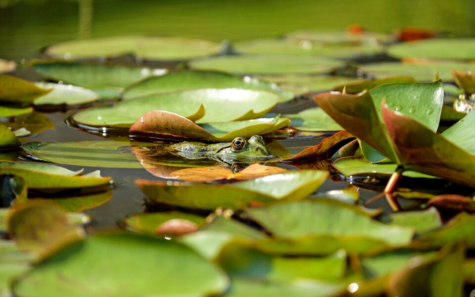 Animal green frog pond