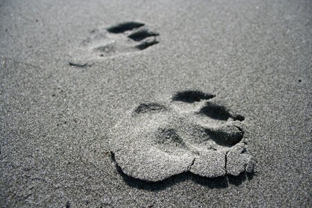 Paw footprint sand photo