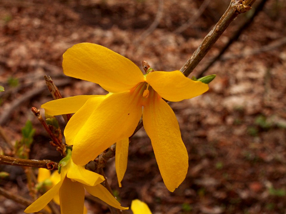 Forsythia × intermedia, Mount Lebanon, 2015-04-14, 03