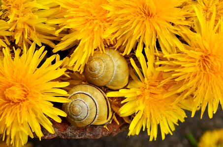 Macro spring blossom photo