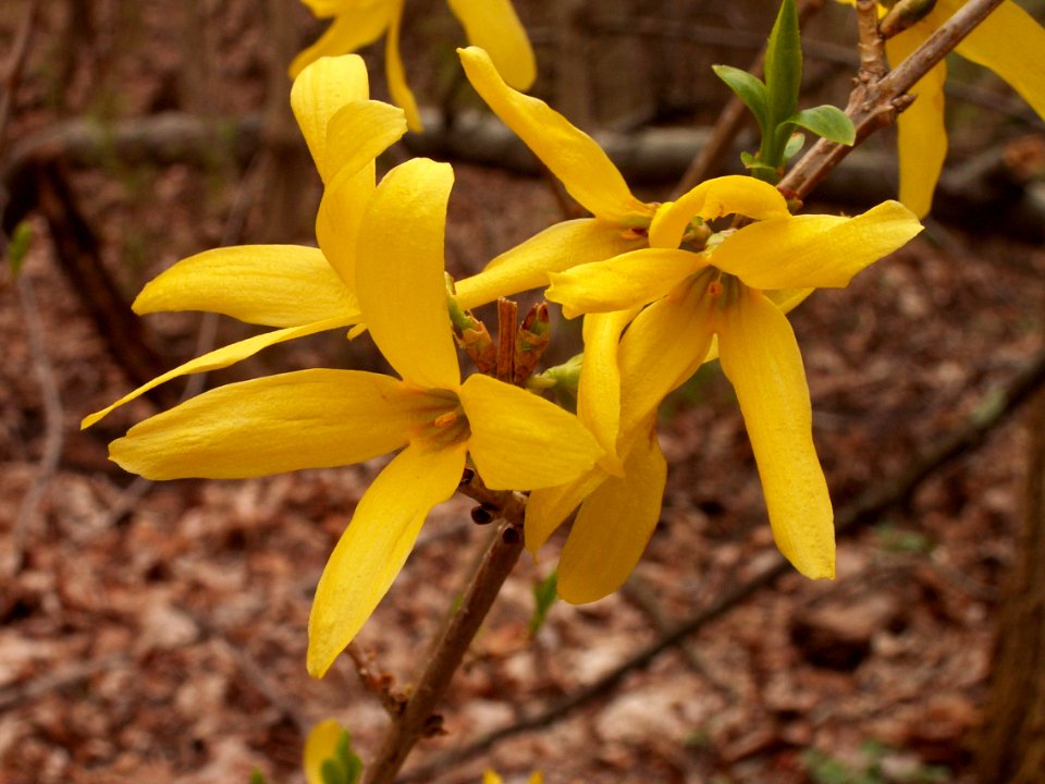 Forsythia × intermedia, Mount Lebanon, 2015-04-14, 01