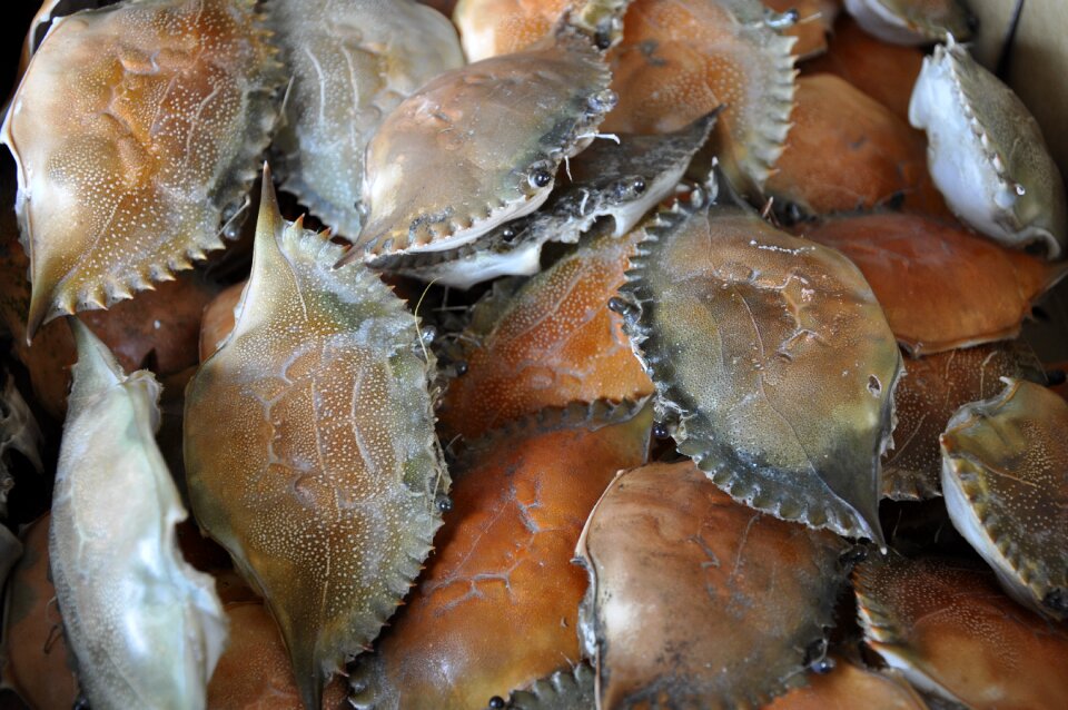 Seafood nature invertebrate