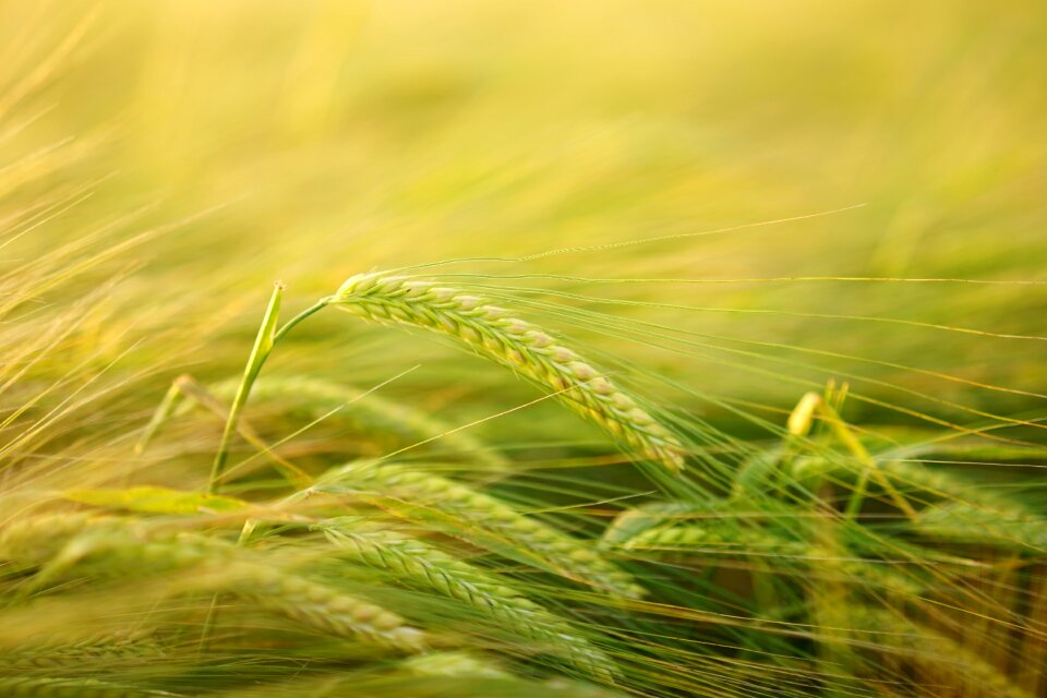 Cereals field spike