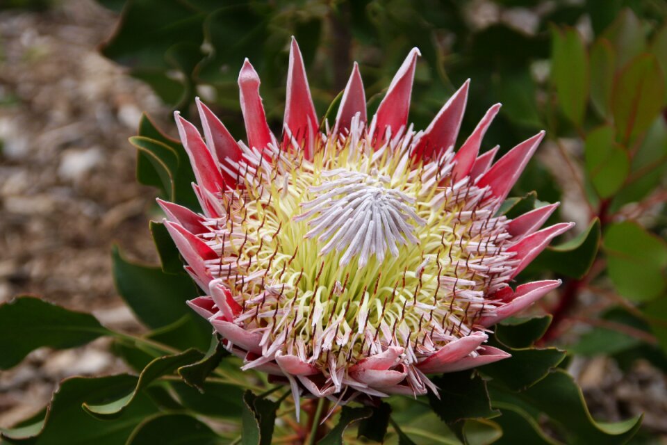King protea crest flower south africa south africa's national flower