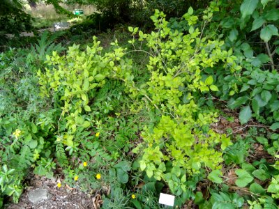 Forsythia europaea - Botanischer Garten, Frankfurt am Main - DSC02621