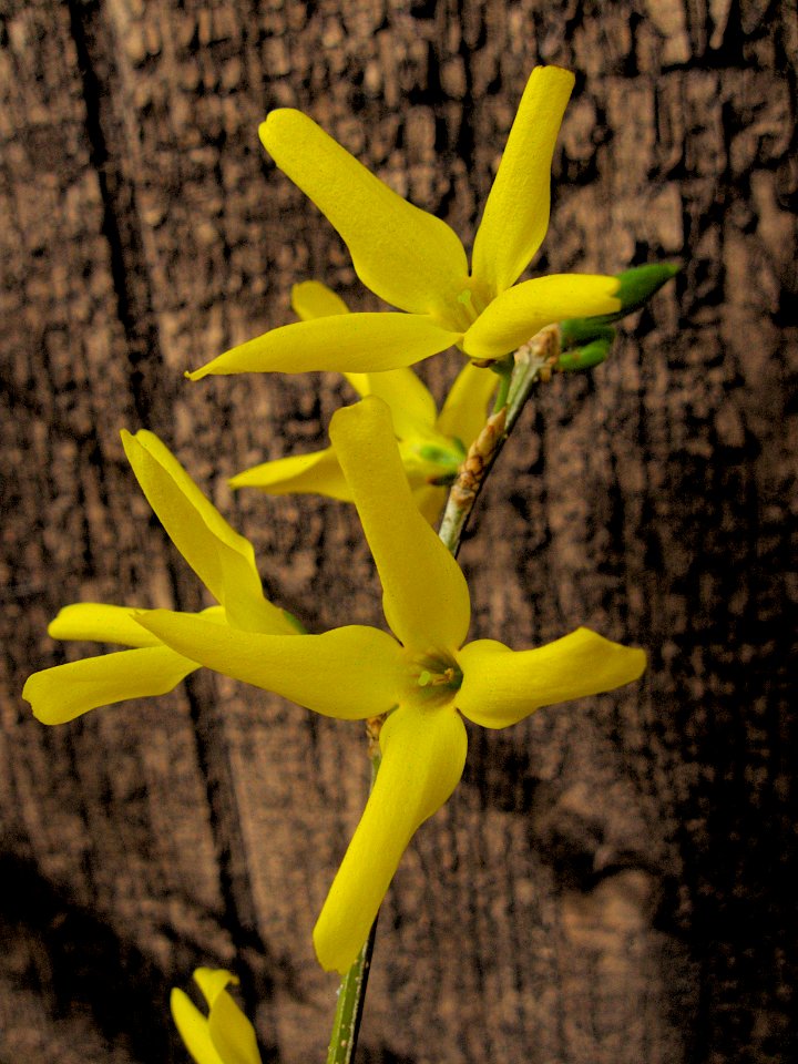Forsythia, 2020-03-26, Beechview, 01