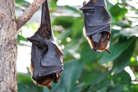 Flying foxes bat tropical bat