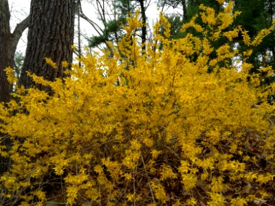 Forsythias in New Hampshire