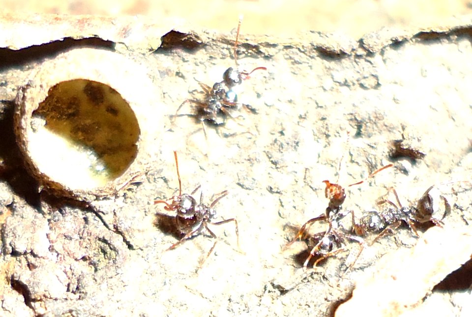 Formica fusca ants in threat display