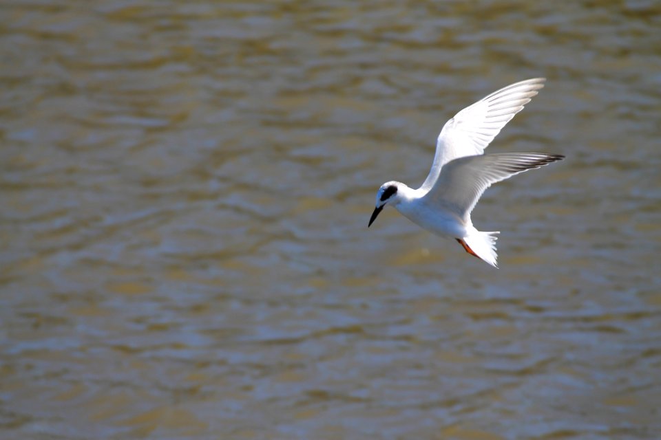 Forster's Tern in flight, winter plumage