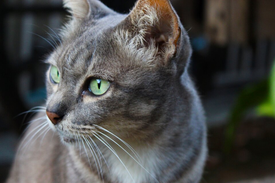 Pet cute domestic
