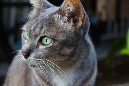 Pet cute domestic