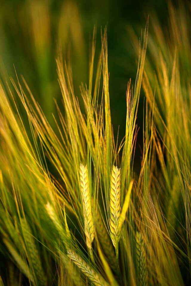 Spike grain agriculture