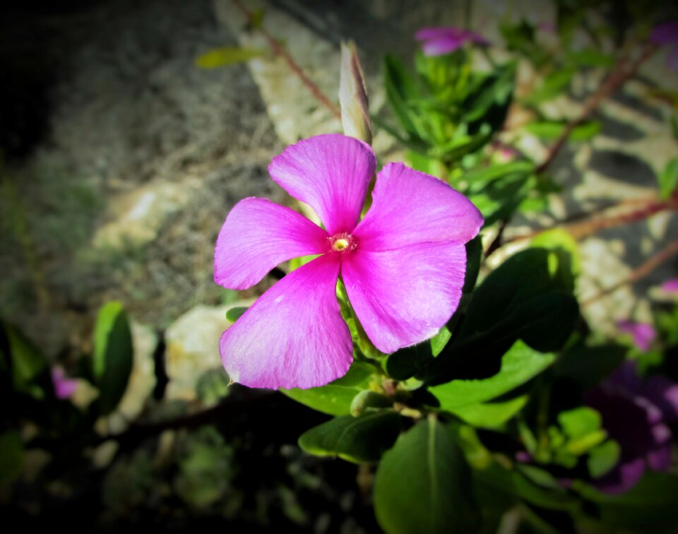 Plant garden blossom
