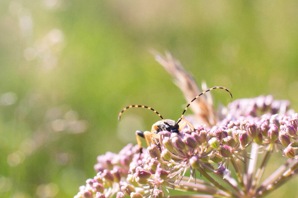 Longhorn beetle pest close up photo