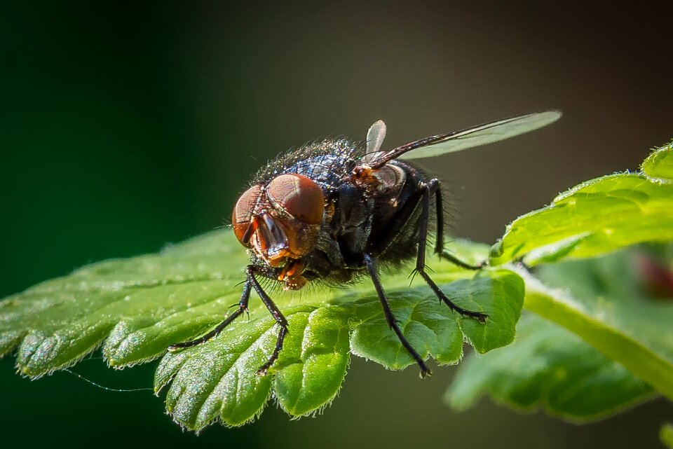 Bluebottle blue blowfly insect