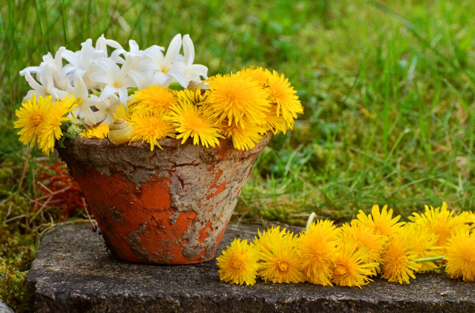 Still life spring nature