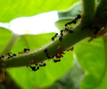 Formica fusca tending aphids