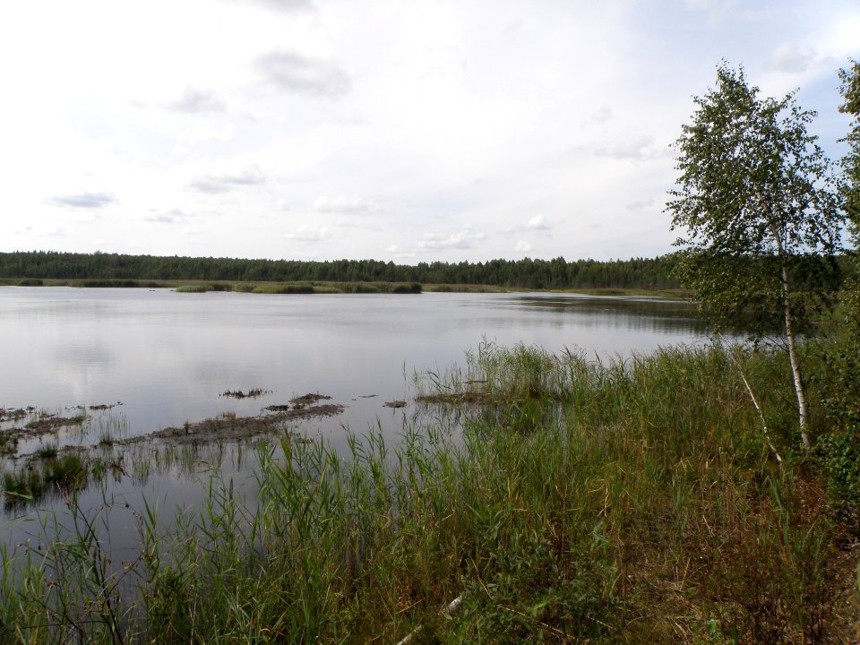 Former Novosobinskoye peat enterprise