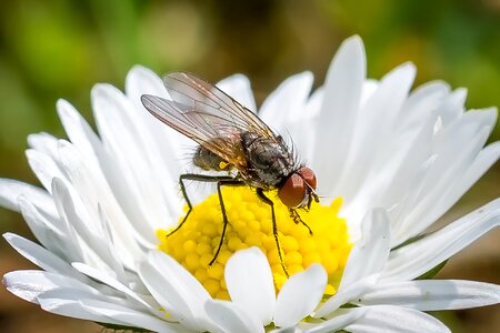 Sprinkle macro meadow