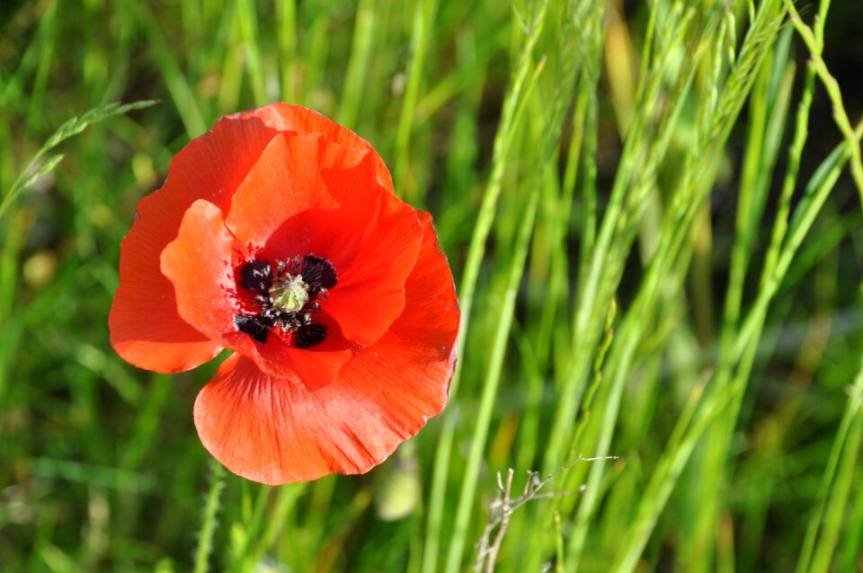 Nature flowers field
