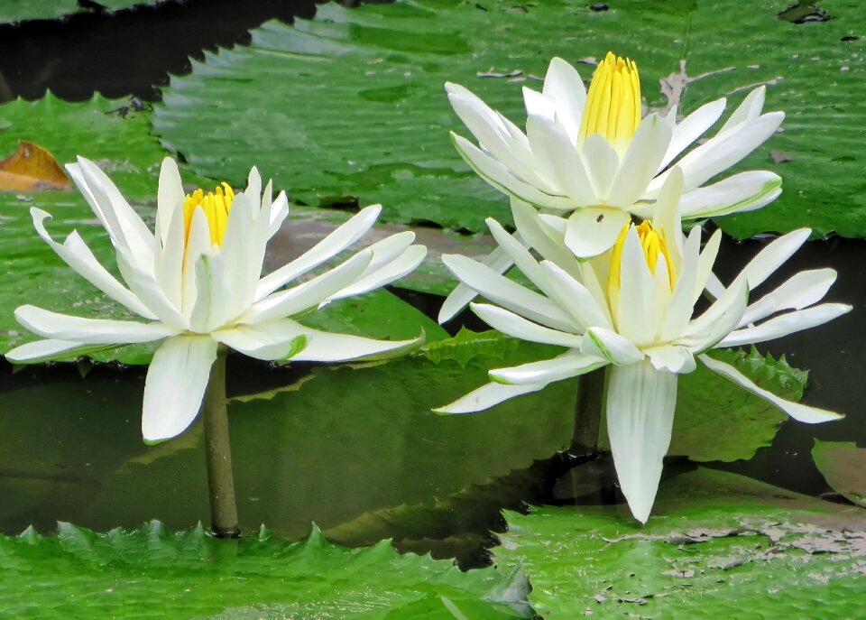 Plant water white petals