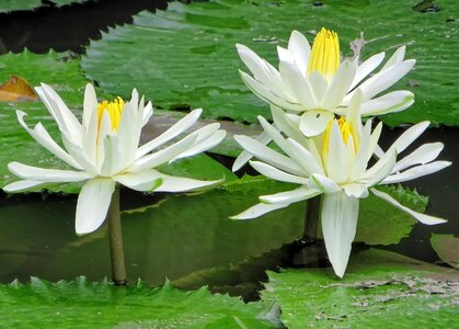 Plant water white petals