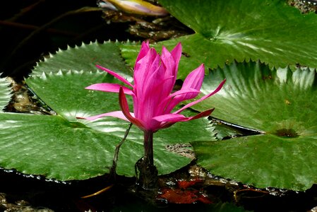 Spa water lilies purple