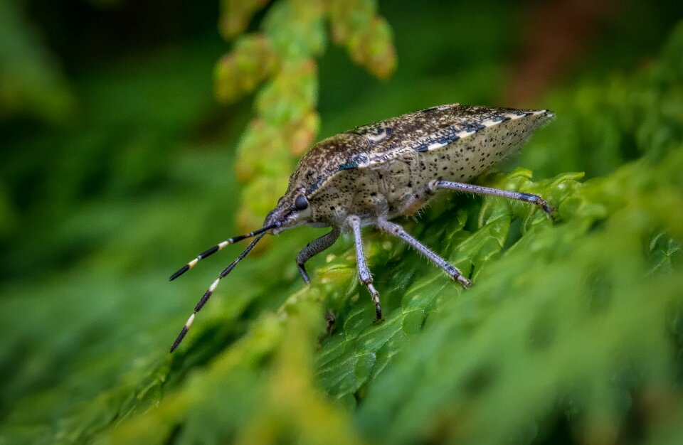 Garden nature insect