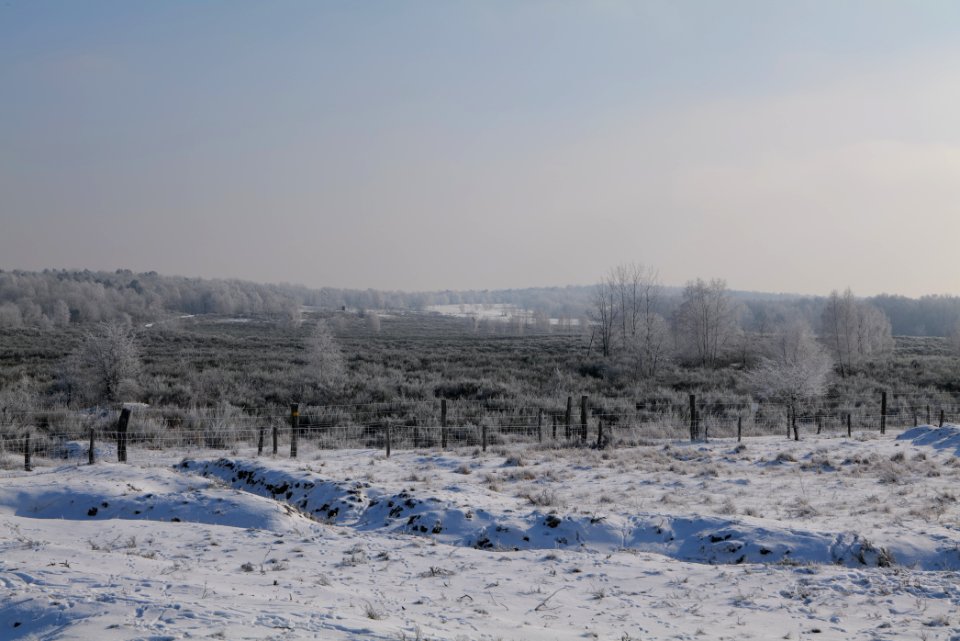 Ferbitzer Bruch Döberitzer Heide wilderness area with snow 2021-02-14 18
