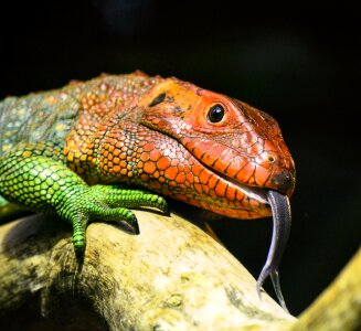 Reptile tropical tongue photo