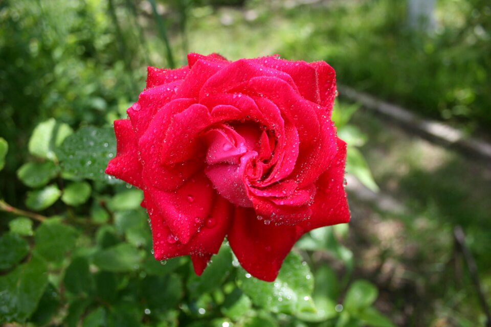 Flower krupnyj plan spray
