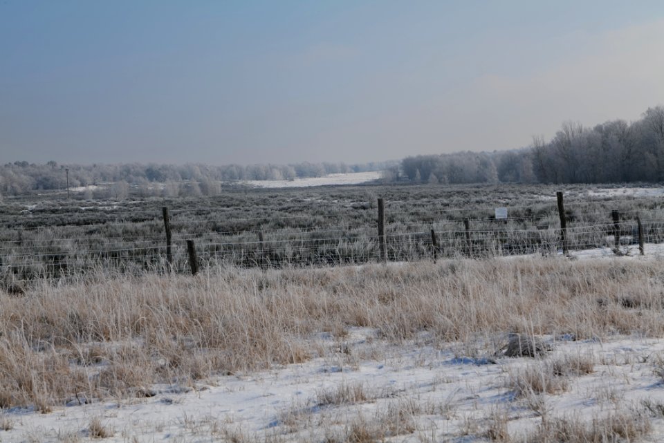 Ferbitzer Bruch Döberitzer Heide wilderness area with snow 2021-02-14 19