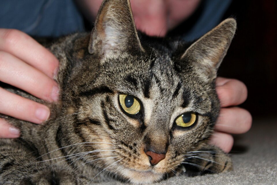Domestic feline kitten