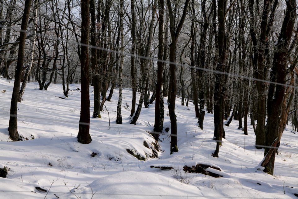 Ferbitzer Bruch Döberitzer Heide wilderness area with snow 2021-02-14 02